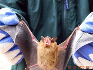 Brown Bat