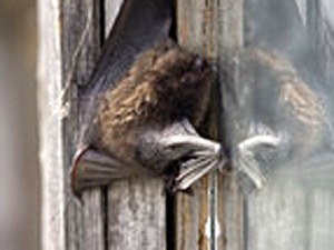 Bat Entry Point on Roof