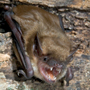 big brown bat