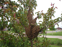 bees swarm