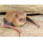 eastern pipistrelle