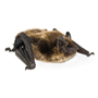 small brown bat